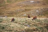 La travessa dels Pirineus per la A.R.P.