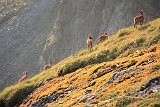 La travessa dels Pirineus per la A.R.P.