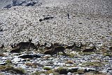 La travessa de Sierra Nevada