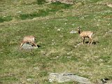 La travessa dels Pirineus per la A.R.P.