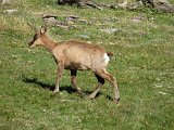 La travessa dels Pirineus per la A.R.P.