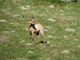 La travessa dels Pirineus per la A.R.P.