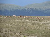 La travessa dels Pirineus per la A.R.P.