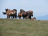 La travessa dels Pirineus per la A.R.P.