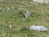 La travessa dels Pirineus per la A.R.P.