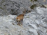 La travessa dels Pirineus per la A.R.P.