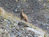 La travessa dels Pirineus per la A.R.P.