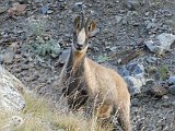 La travessa dels Pirineus per la A.R.P.