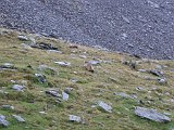 La Travessa del Pirineu pel GR-11