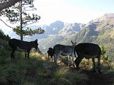 La Travessa del Pirineu pel GR-11